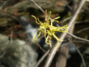 Witch Hazel in bloom in a sheltered valley